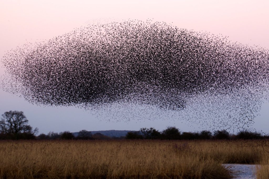 Flock of birds swarming over an evening sky