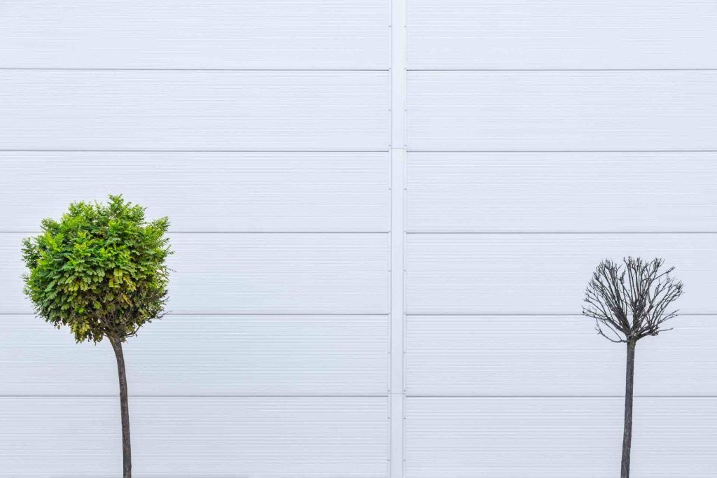 A green plant next to a dead plant representing life and death